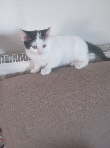 1.5 months old kitten