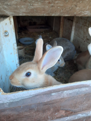 Rex with English mixed rabbits
