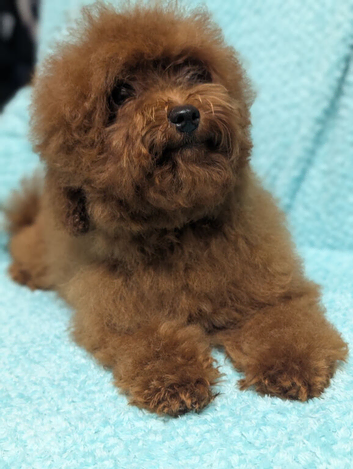 Adorable Asian red toy poodles