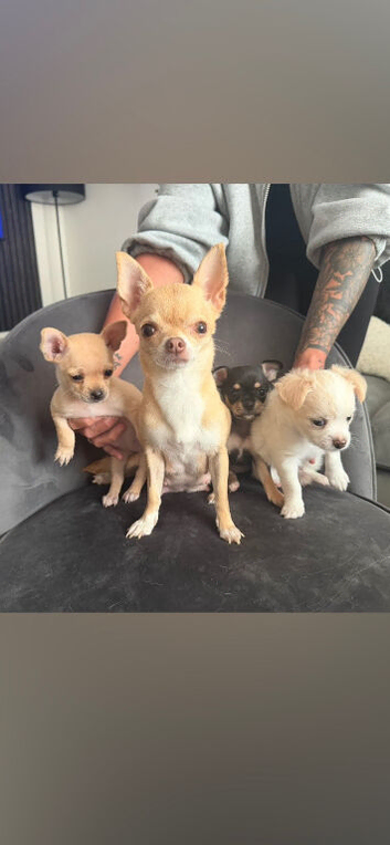 Puppies for sale
