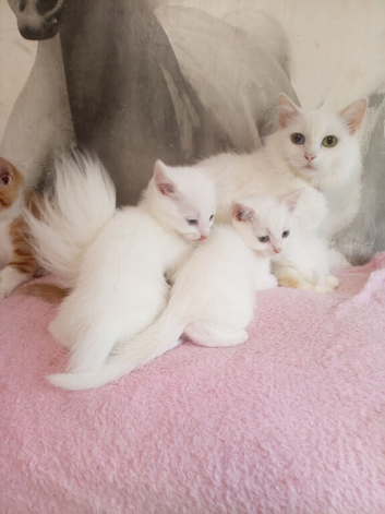 Turkish Angora mix kittens