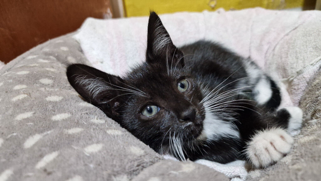 2 male kitten, ip3