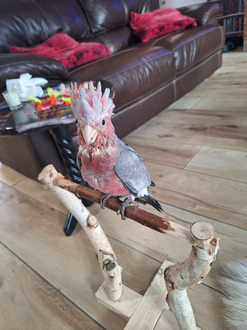 Hand reared galah cockatoo