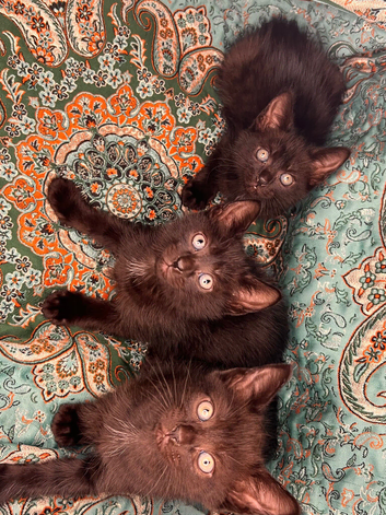 Turkish Angora cross, 6 x Kittens, reserve your own kitten now. Ready to go in 10 days