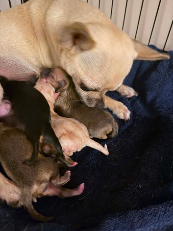 5 chihuahua pups