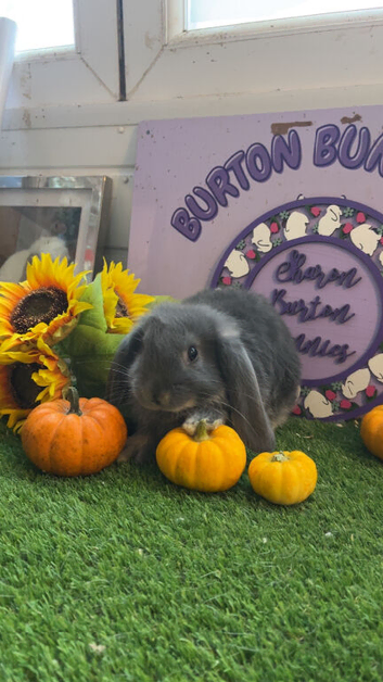 Mini lops looking for new grass