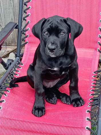 Female came Corso for sale
