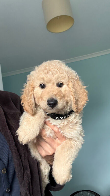 F1B MINI GOLDENDOODLE PUPPIES &ndash; READY NOW