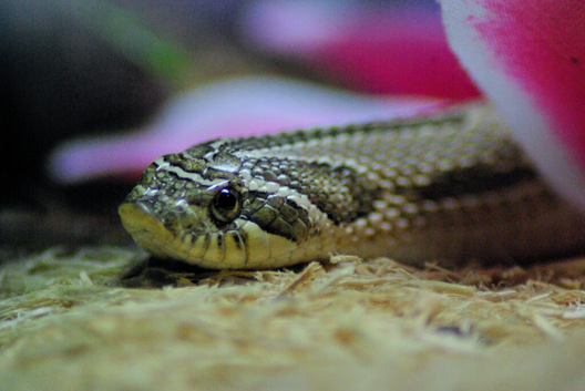 Anaconda Heht Snow HOGNOSE
