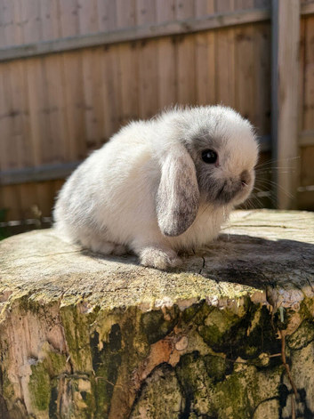 Mini lop doe and buck siblings