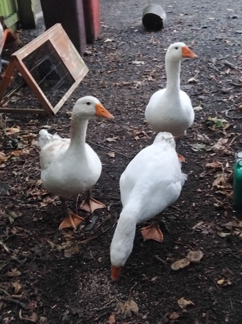 Embden geese