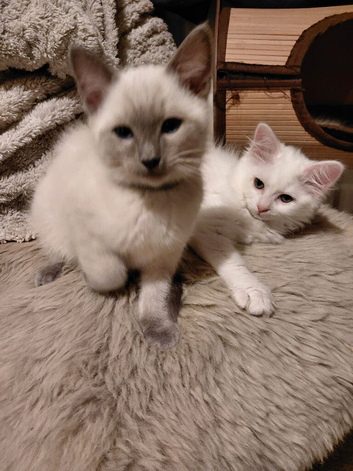 2 RAGDOLL X