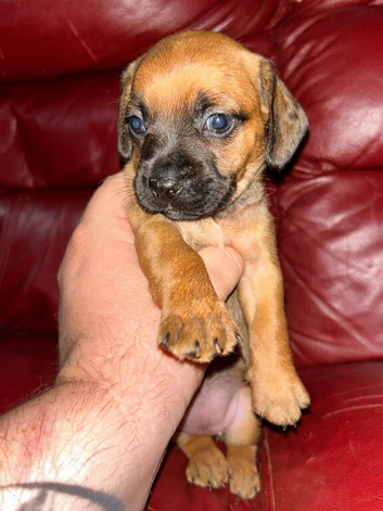 Dachshund puppies