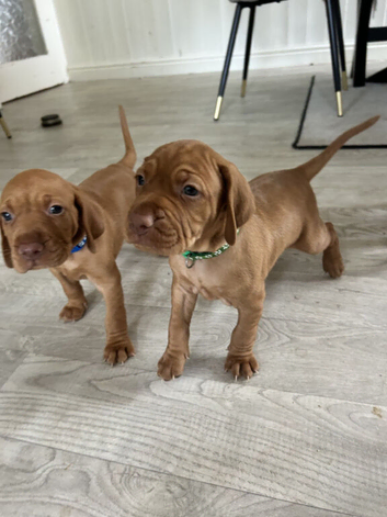 2 remaining beautiful hungarian Vizsla puppies ready on 5th october