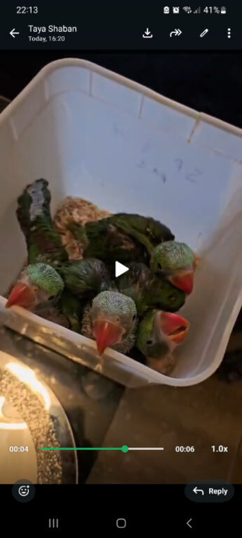 Alexandrine chick