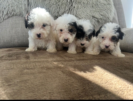 Sealyham puppies last boy available