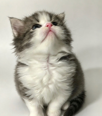 Adorable pure Persian babies