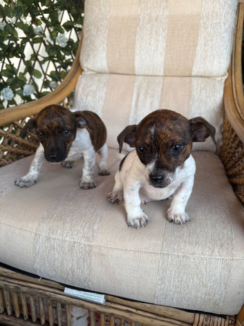 Jack russel puppies