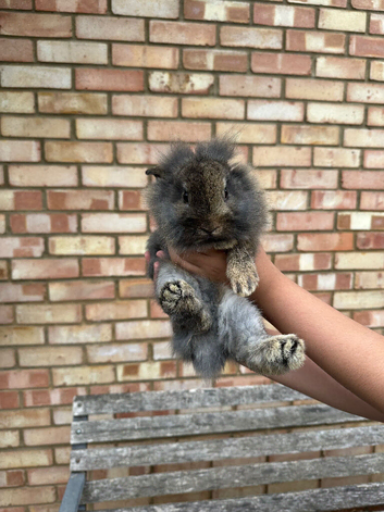 Baby bunnies!