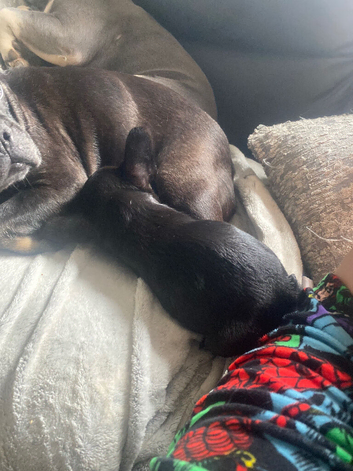 1 bitch pup left