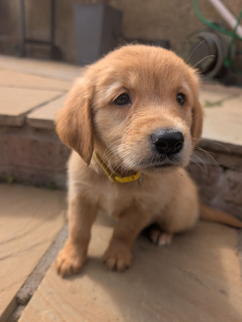 Beautiful KC registered Golden Retriever puppies