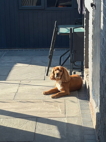 REHOME male cocker spaniel Benji