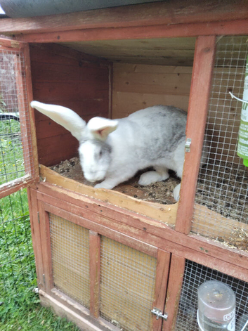 Adults continental giant rabbits females