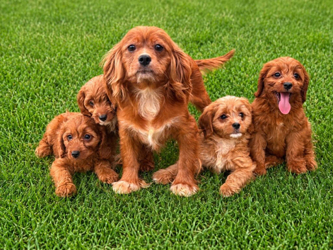 Cavapoo puppies for sale