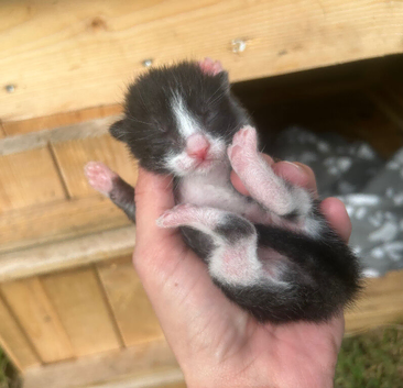 Kittens for sale