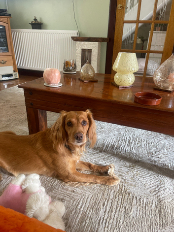 Stunning golden cocker spaniel stud available excellent pedigree and kennel club registered 3 years old good temperament good with other pets and chil