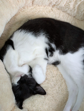 Looking for a Loving Home