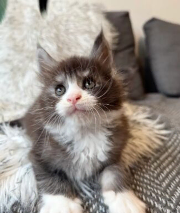 ELITE MAINE COON KITTENS LOOKING FOR LOVING HOMES
