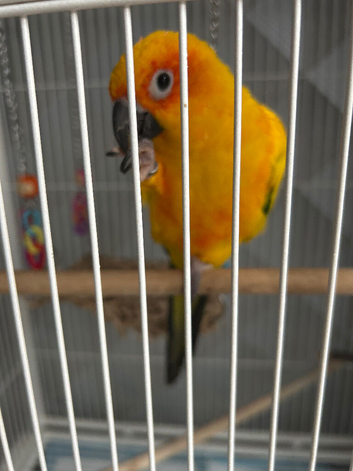 Sun conure