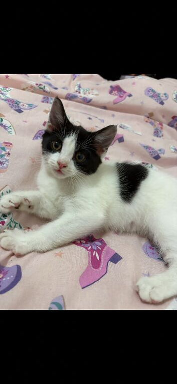 Black & white kitten