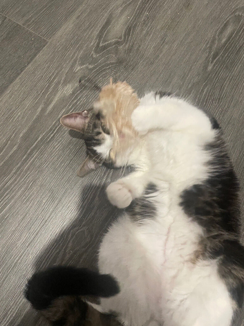 White tabby one year old