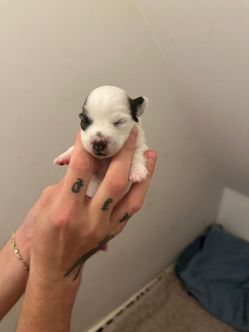 5 beautiful jack Russell cross puppies for sale