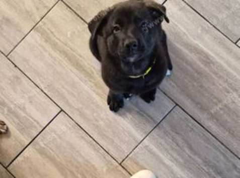 shepkita puppies ready now 1 massive girl eft