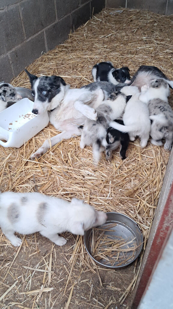 Lovely Farm Reared Merle Pups