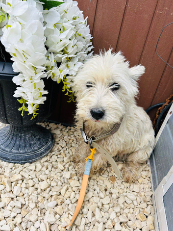 West Highland terrier girl age 3