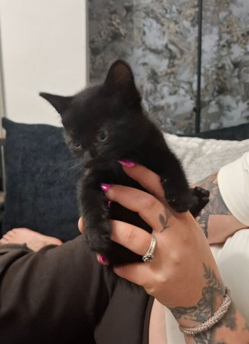 2 kittens