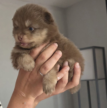 Pomeranian