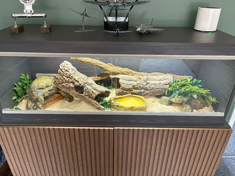 Beautiful 3 year old Female Corn snake