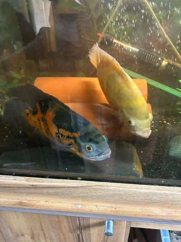 Mixed American cichlids and plecs