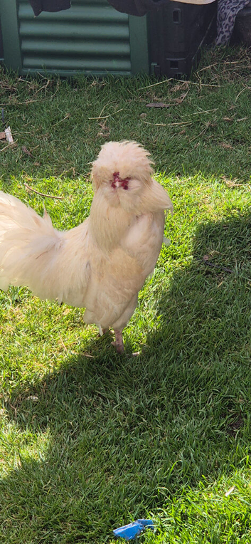 White polish bantam rooster