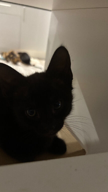 3 kittens tuxedo , mixed and black