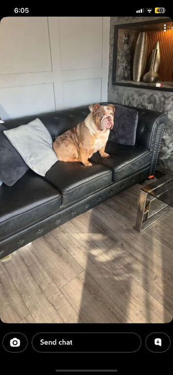 Female English bulldog