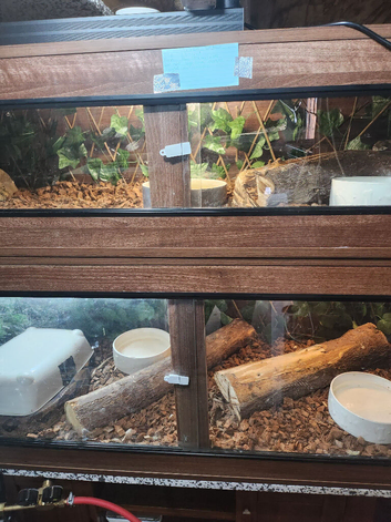 Male and 2 females boas