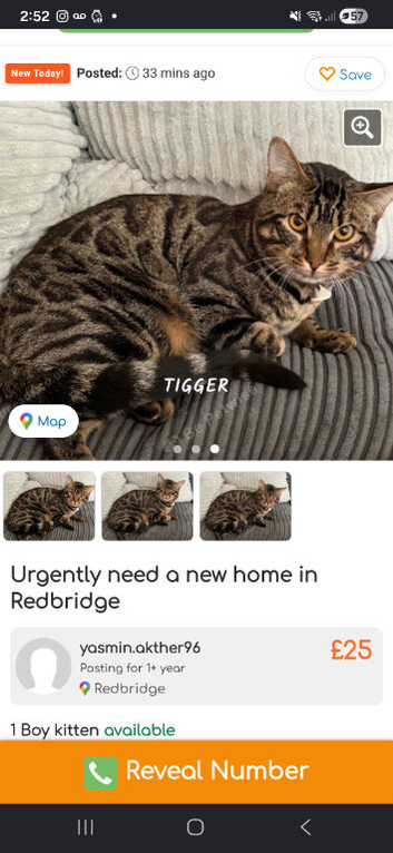 Two kittens