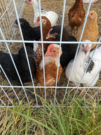 Cockerel chicks 8 weeks old