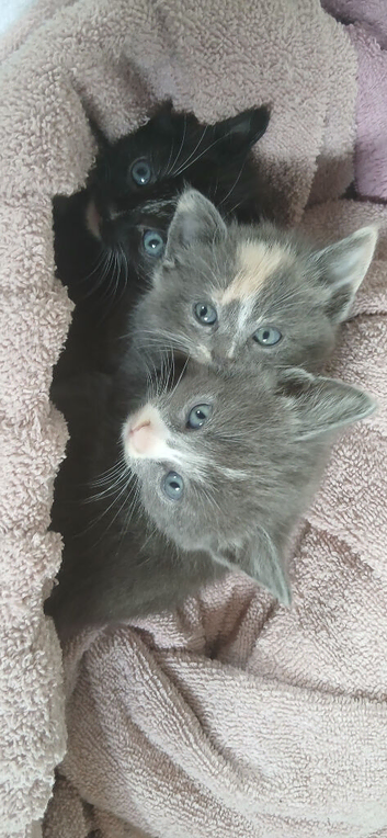 Kittens looking for new homes